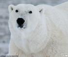 Bir kutup ayısı başkanı